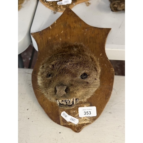 353 - Taxidermy - Otter mask