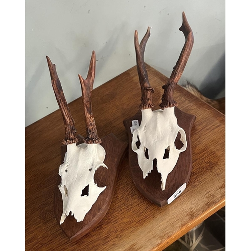 356 - 2 pairs of Roe deer antlers