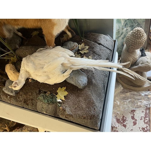 360 - Taxidermy - Pair of free form foxes with white pheasant prey - Approx size: L: 103cm W: 62cm H: 82cm