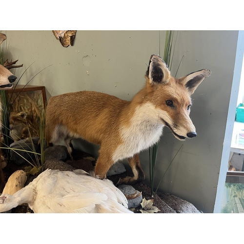 360 - Taxidermy - Pair of free form foxes with white pheasant prey - Approx size: L: 103cm W: 62cm H: 82cm