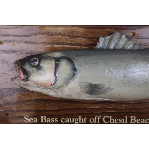 348 - Sea Bass caught off Chesil beach November 18th 1956