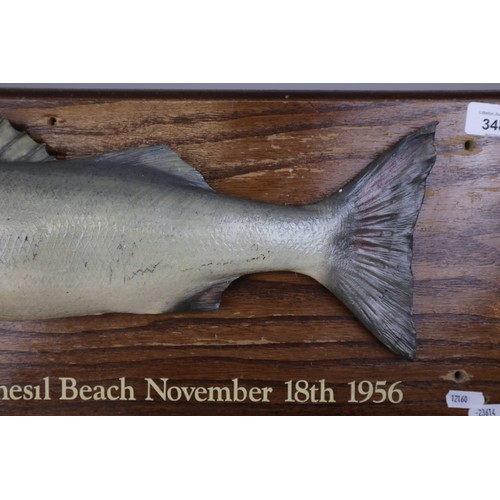 348 - Sea Bass caught off Chesil beach November 18th 1956