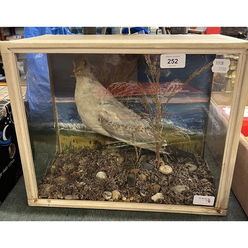 252 - Taxidermy juvenile black headed gull in display case