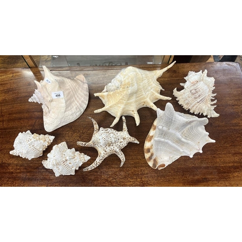 406 - Collection of conch shells