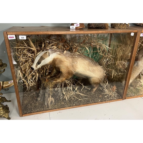 429 - Taxidermy - Sandy coloured Badger in glass case - Approx size: L: 92cm W: 39cm H: 63cm