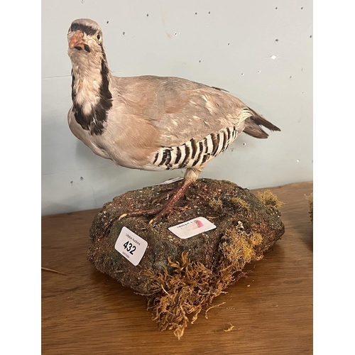 432 - Taxidermy - French partridge