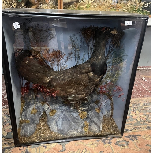 433 - Taxidermy - Capercaille mounted in 1860 re-cased in 1994 by Kidderminster Taxidermist - Approx size:... 