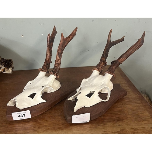 437 - 2 pairs of Roe deer antlers