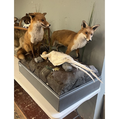 438 - Taxidermy - Pair of free form foxes with white pheasant prey - Approx size: L: 103cm W: 62cm H: 82cm
