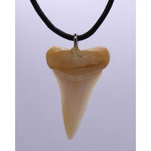 74 - Shark tooth pendent on necklace