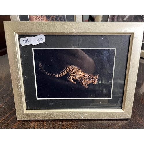 318 - Collection of big cat prints - some L/E