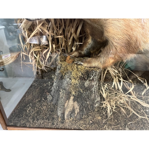 429 - Taxidermy - Sandy coloured Badger in glass case - Approx size: L: 92cm W: 39cm H: 63cm