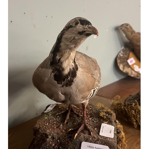 432 - Taxidermy - French partridge