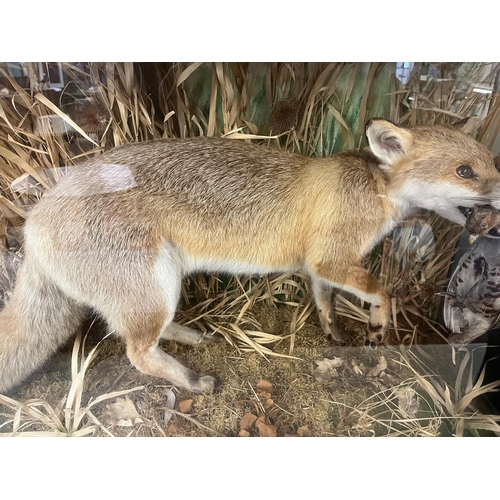 434 - Taxidermy - Cased fox with grey partridge prey - Approx size: L: 92cm W: 39cm H: 63cm