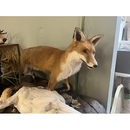 438 - Taxidermy - Pair of free form foxes with white pheasant prey - Approx size: L: 103cm W: 62cm H: 82cm