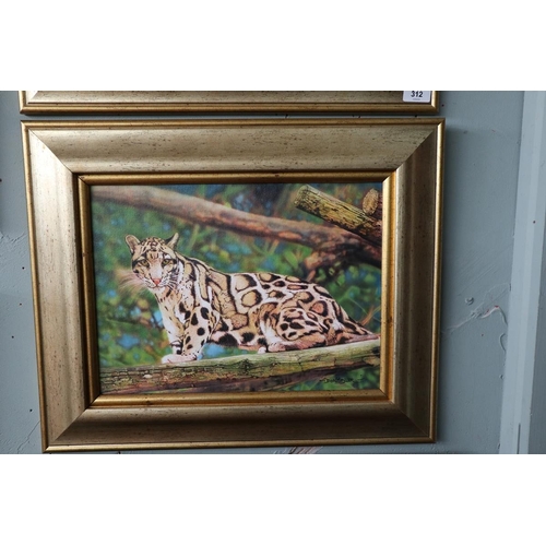 312 - 2 Don Styler original oils of big cats - Approx image size: 39cm x 29cm