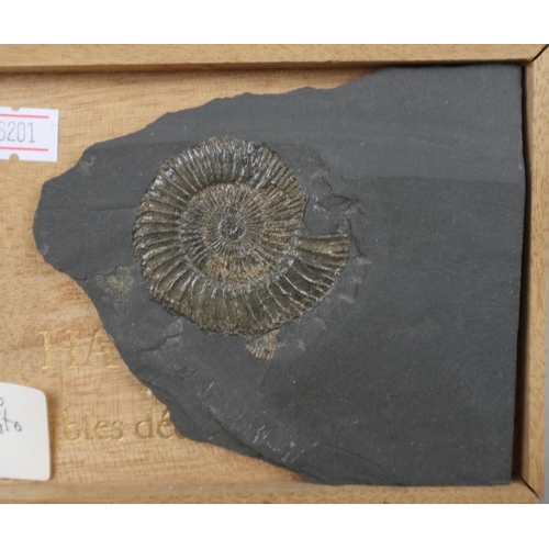 218 - Collection of fossils to include ammonite & trilobite