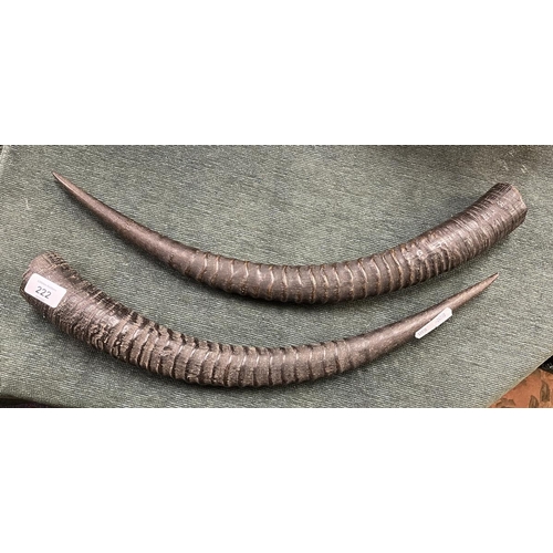 222 - Pair of antelope horns