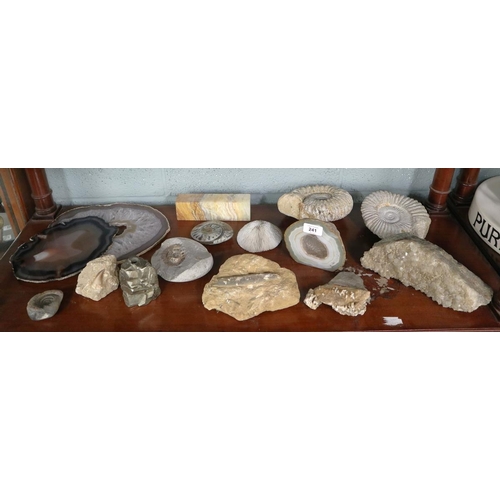 241 - Collection of fossils and geodes