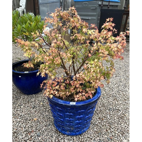 575 - Large blue glazed planter with plant