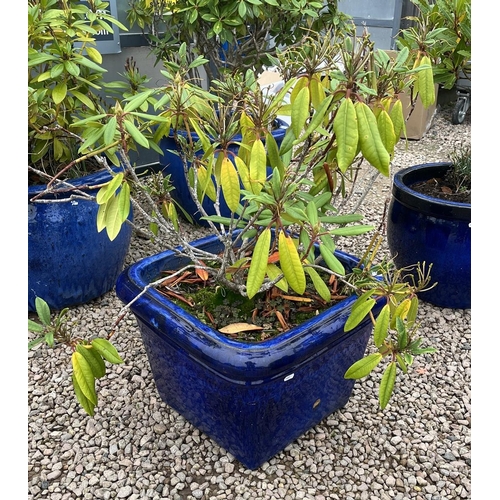 576 - Large square blue glazed planter with plant