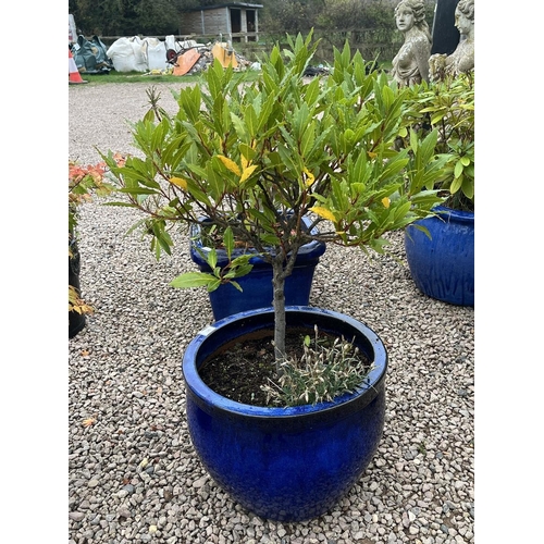 577 - Large blue glazed planter with plant