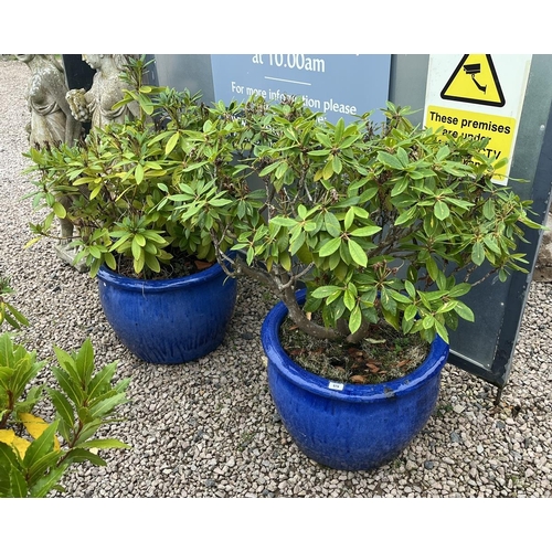 578 - Pair of large blue glazed planters with plants