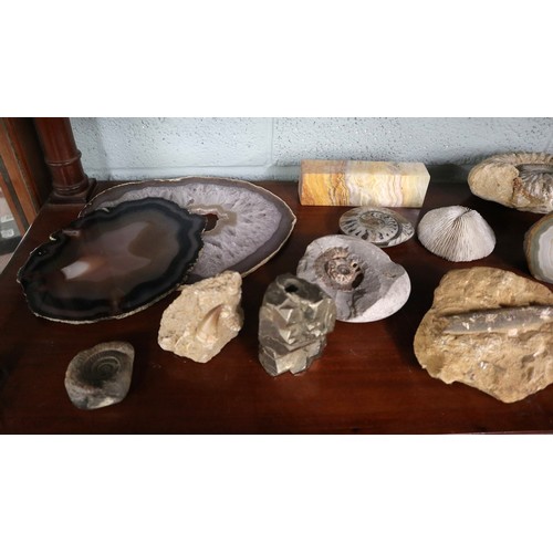 241 - Collection of fossils and geodes