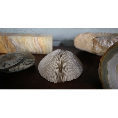 241 - Collection of fossils and geodes