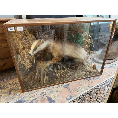 475 - Taxidermy - Sandy coloured Badger in glass case - Approx size: L: 92cm W: 39cm H: 63cm