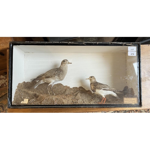 476 - Taxidermy - Golden plover & a turnstone in a glass case 1865