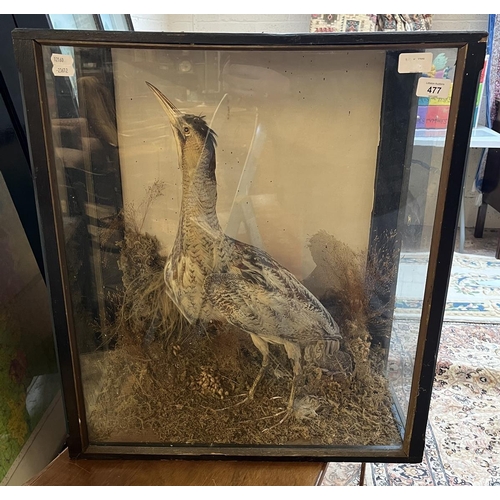 477 - Taxidermy - Victorian cased Bittern - Approx size: L: 54cm W: 25cm H: 61cm