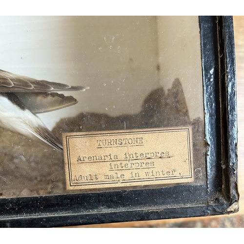 476 - Taxidermy - Golden plover & a turnstone in a glass case 1865