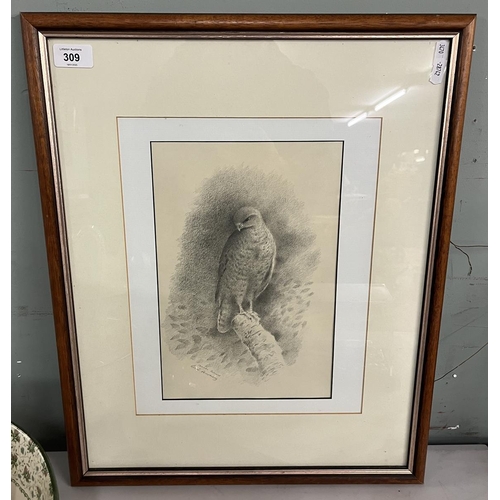 309 - Pencil study of a common buzzard by Robin Armstrong - Approx IS: 20cm x 31cm