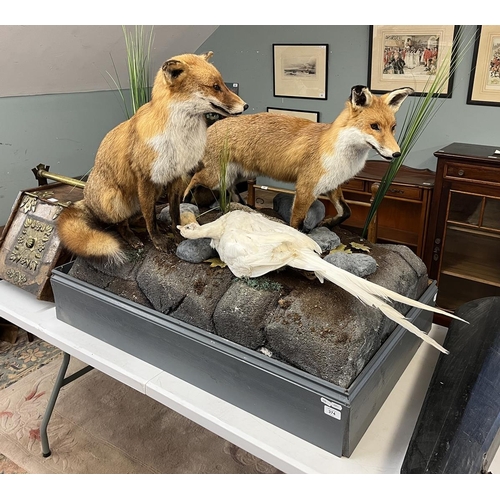 374 - Taxidermy - Pair of free form foxes with white pheasant prey - Approx size: L: 103cm W: 62cm H: 82cm