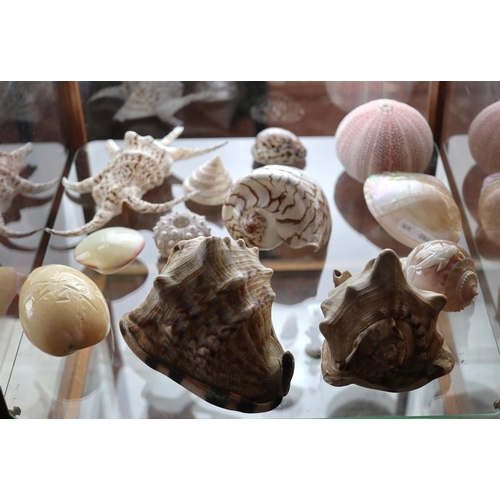 101 - Collection of mixed shells