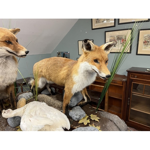 374 - Taxidermy - Pair of free form foxes with white pheasant prey - Approx size: L: 103cm W: 62cm H: 82cm