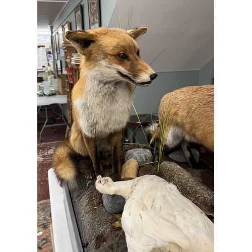 374 - Taxidermy - Pair of free form foxes with white pheasant prey - Approx size: L: 103cm W: 62cm H: 82cm