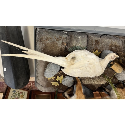 374 - Taxidermy - Pair of free form foxes with white pheasant prey - Approx size: L: 103cm W: 62cm H: 82cm