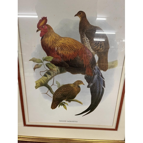 407 - Pair of ornithological framed and mounted prints - Approx IS: 40cm x 54cm