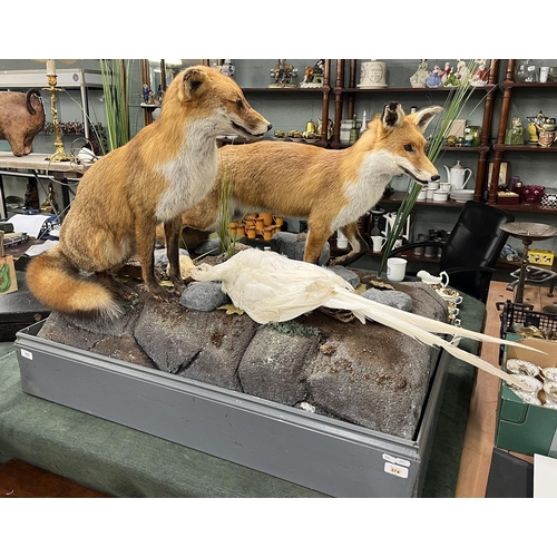 383 - Taxidermy - Pair of free form foxes with white pheasant prey - Approx size: L: 103cm W: 62cm H: 82cm