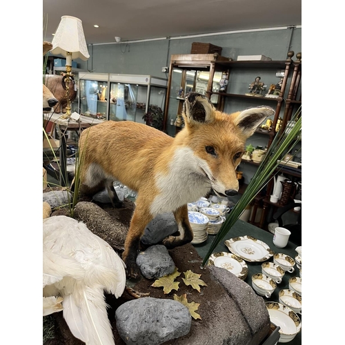 383 - Taxidermy - Pair of free form foxes with white pheasant prey - Approx size: L: 103cm W: 62cm H: 82cm