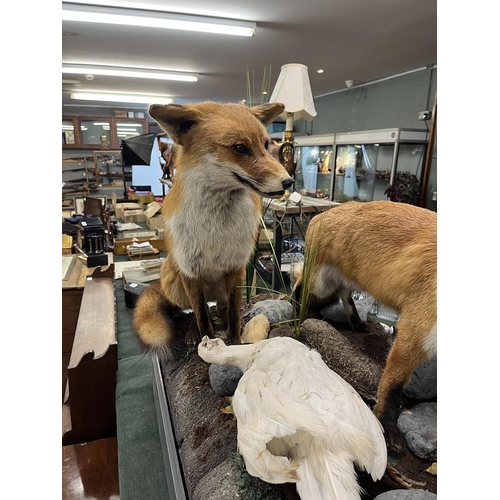 383 - Taxidermy - Pair of free form foxes with white pheasant prey - Approx size: L: 103cm W: 62cm H: 82cm