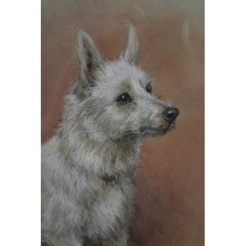 443 - Frank Paton 1907 Watercolour of dog 'Jim' - Approx IS 30cm x 21cm