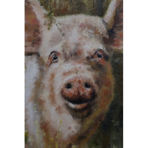 444 - Oil on canvas of a pig by Tony Forrest - IS 29cm x 24cm