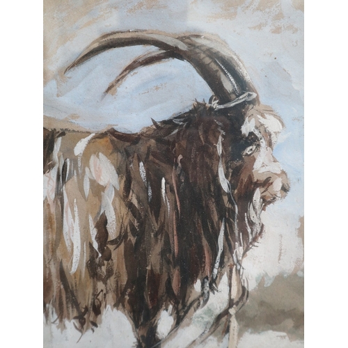 454 - George Richmond RA (1809 - 1896) - Watercolour An Old Irish Billy Goat 1835 - Approx IS 43cmX33cm