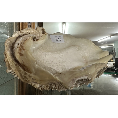 245 - Large heavy natural seashell - Approx L: 30cm