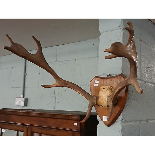 394 - Wall mounted antlers