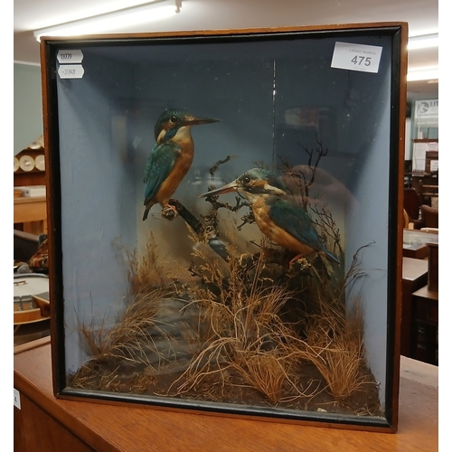 475 - Antique taxidermy cased kingfishers