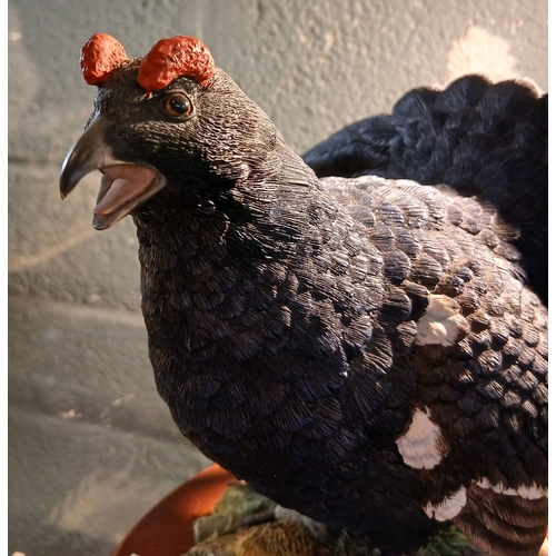 242 - Border Fine Arts - A1278 Black Cock Capercaillie - Approx H: 22cm